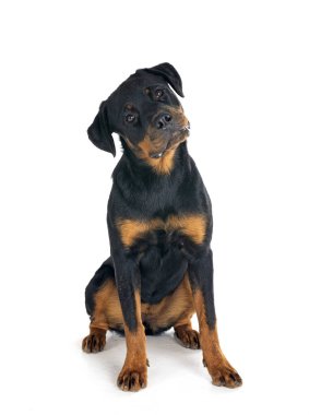 Beyaz arkaplan önünde köpek yavrusu rottweiler
