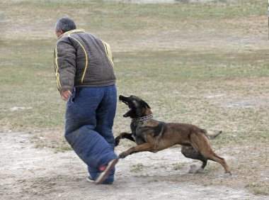 Genç Belçikalı çoban köpeği doğada güvenlik eğitimi alıyor.