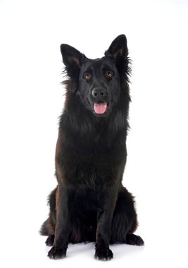 Genç Alman çoban köpeği beyaz arka planda.