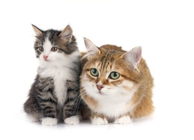 Beyaz arkaplan önünde kedi yavrusu ve anne Kurilian Kış Kuyruğu