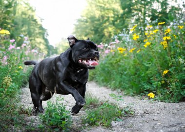 Puppt staffordshire boğa teriyeri doğada serbest.