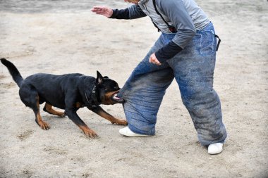 Genç Rottweiler koruma sporu ve polis eğitimi alıyor.