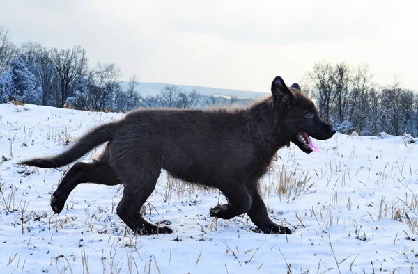 Puppy Zwarte Duits Herder Hardlopen Natuur — Stockfoto