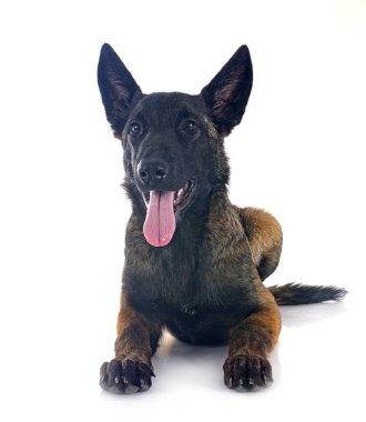 Beyaz arka plan önünde köpek yavrusu Belçika çoban