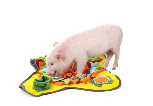 Pink Miniature Pig Front White Background — Stock Photo, Image