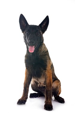 Beyaz arka plan önünde köpek yavrusu Belçika çoban