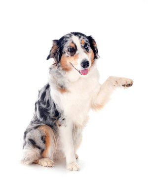 Avustralya çobanı beyaz arka planda.