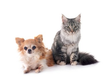 Maine coon yavru kedi ve beyaz arka plan önünde chihuahua