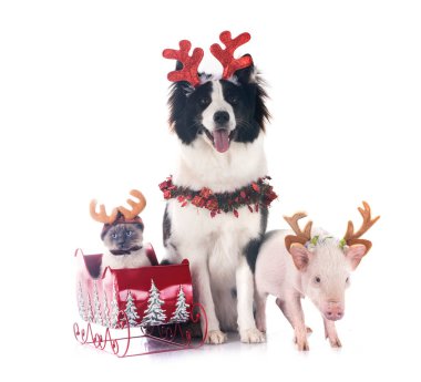 Kedi, pembe minyatür domuz ve köpek beyaz arkaplan önünde