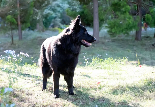 Schwarzer Schäferhund Läuft Der Natur — Stockfoto