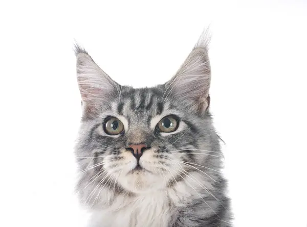 Maine Coon Chaton Face Fond Blanc — Photo