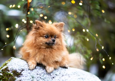 Pomeranian 'ın sonbaharda doğadaki resmi.