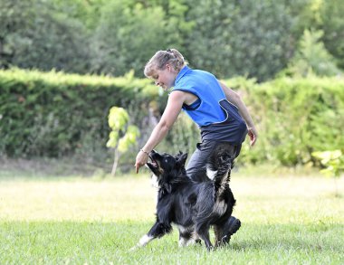 dog training  for obedience with a border collie discipline in the nature clipart