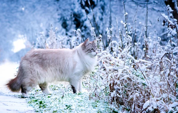 Doğada, kışın güzel bir Birman kedisi