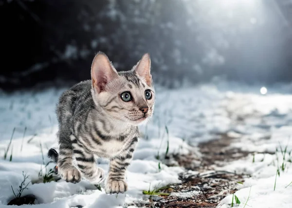 Bengálská Kočka Přední Části Zimního Pozadí — Stock fotografie