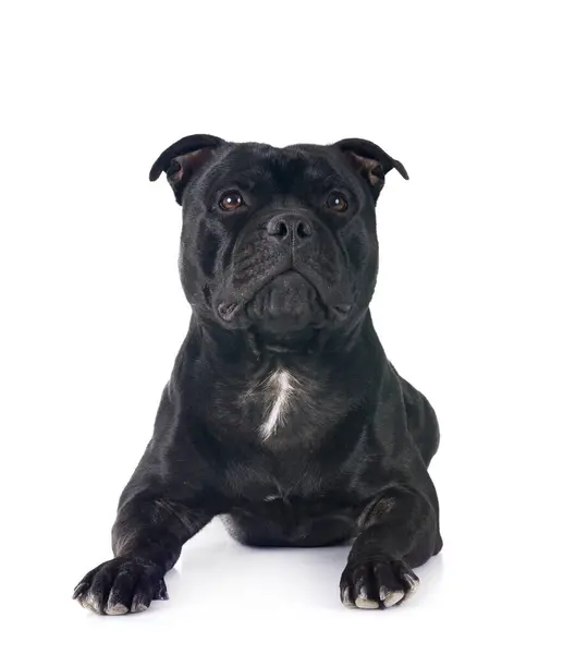 stock image staffordshire bull terrier in front of white background