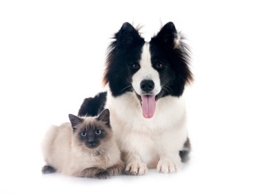 young Yakutian Laika and siamese cat in front of white background clipart