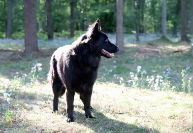 Siyah Alman çoban köpeği doğada koşuyor.