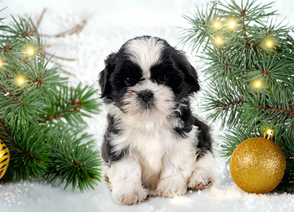 Köpek Yavrusu Shih Tzu Noel Arkaplanının Önünde — Stok fotoğraf