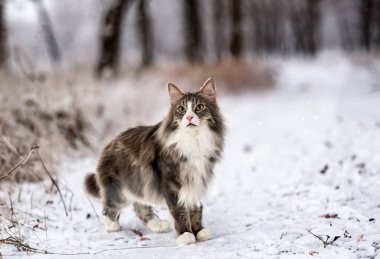 Beyaz arka planda Norveç Orman Kedisi