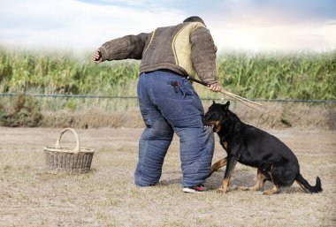 Beauce 'den gelen çoban köpeği güvenlik eğitimi alıyor.