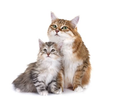 Beyaz arkaplan önünde kedi yavrusu ve anne Kurilian Kış Kuyruğu