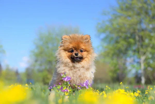 Cachorro Pomeranian Spitz Sentado Naturaleza — Foto de Stock