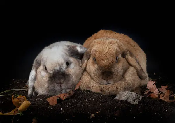 Lop Rabbit Davanti Allo Sfondo Bianco — Foto Stock