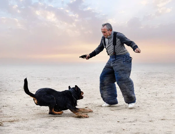 Genç Rottweiler Koruma Sporu Polis Eğitimi Alıyor — Stok fotoğraf