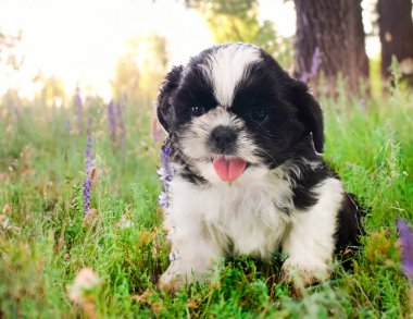 Yavru shih tzu doğanın önünde