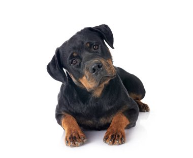 Beyaz arkaplan önünde safkan rottweiler