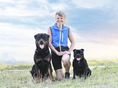 İtaat disiplini için köpek eğitimi.