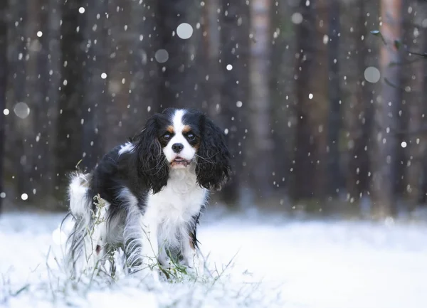 Cavalier King Charles Staying Nature — Stock Photo, Image