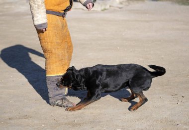 Genç Rottweiler koruma sporu ve polis eğitimi alıyor.