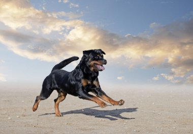 Genç Rottweiler koruma sporu ve polis eğitimi alıyor.