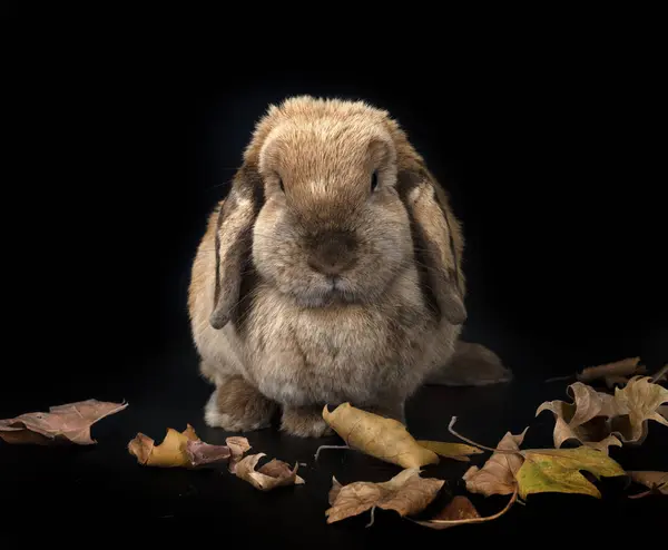 Lop Rabbit Davanti Allo Sfondo Bianco — Foto Stock