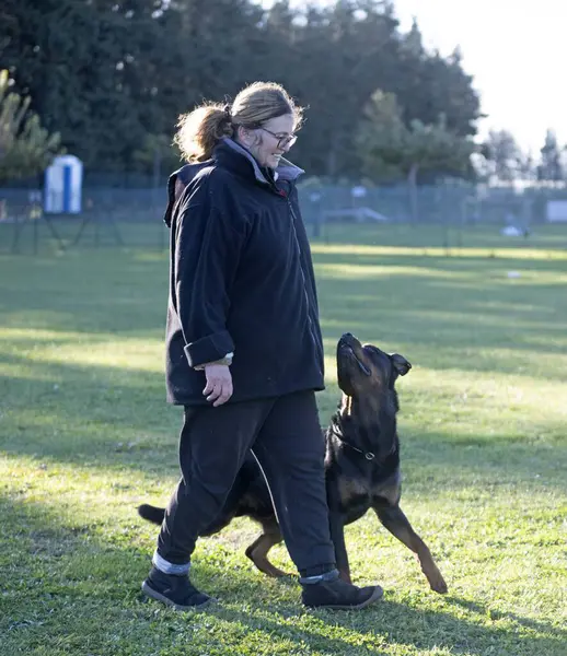 ロットワイラーで服従規律のための犬のトレーニング — ストック写真