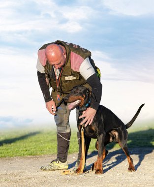 Genç Dobermann doğada korunma eğitimi alıyor. 