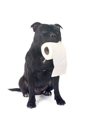 staffordshire bull terrier in front of white background clipart