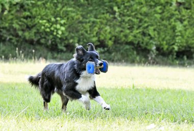 İtaat için köpek eğitimi. Doğada çoban köpeği disiplini var.