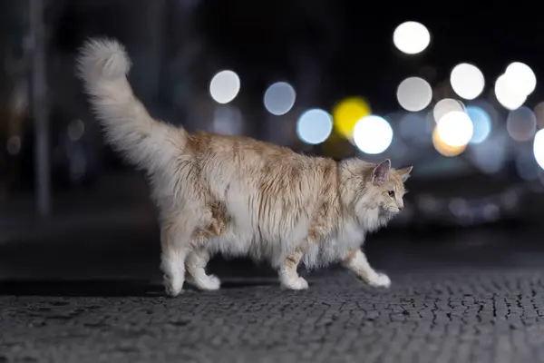 Norwegian Forest Cat Front City Background — Stock Photo, Image