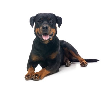 Beyaz arkaplan önünde safkan rottweiler