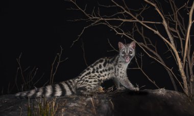 Doğanın önünde ortak genet