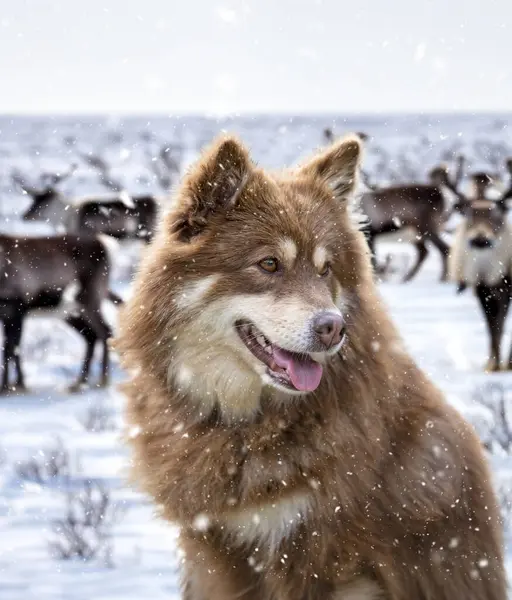 Ruskea Suomalainen Lapphund Kävelee Luonnossa — kuvapankkivalokuva