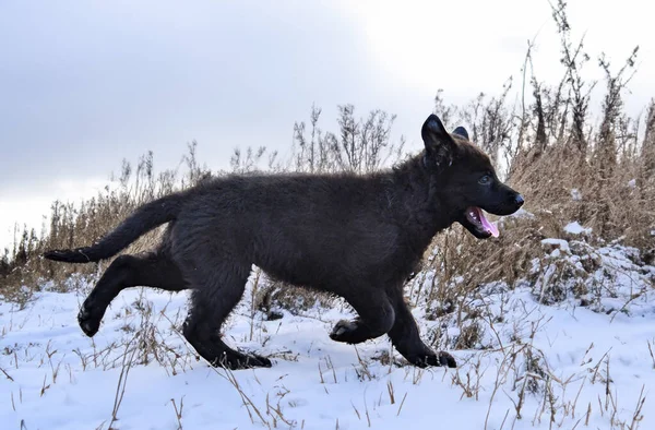 Cachorro Pastor Alemán Negro Corriendo Naturaleza —  Fotos de Stock