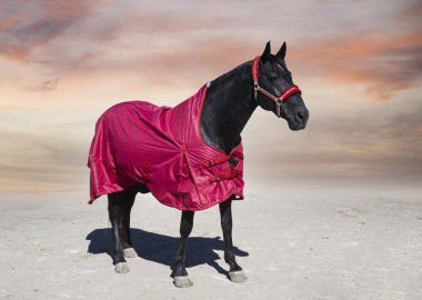 black horse and his horse blanket for winter