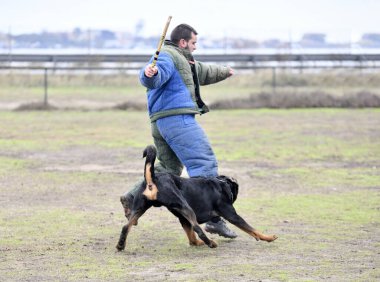 Genç Rottweiler koruma sporu ve polis eğitimi alıyor.