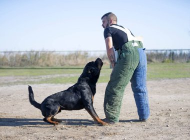 Genç Rottweiler koruma sporu ve polis eğitimi alıyor.