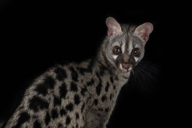 Siyah arkaplan önünde ortak genet