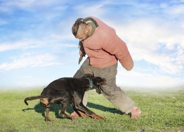 Genç Dobermann doğada korunma eğitimi alıyor. 